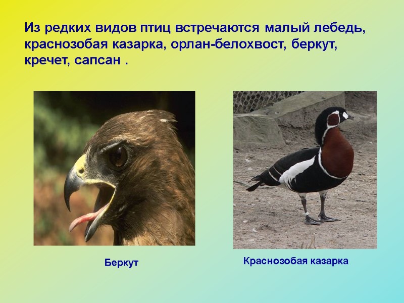 Из редких видов птиц встречаются малый лебедь, краснозобая казарка, орлан-белохвост, беркут, кречет, сапсан .
